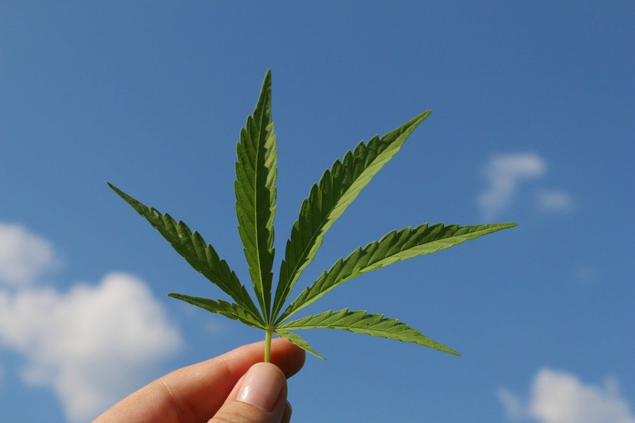 The use of cannabinoids in anxiety treatment